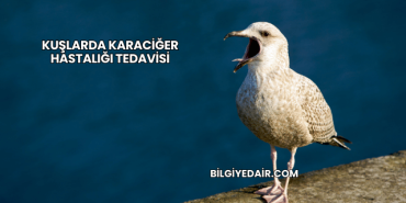 Kuşlarda Karaciğer Hastalığı Tedavisi
