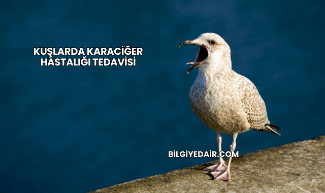 Kuşlarda Karaciğer Hastalığı Tedavisi