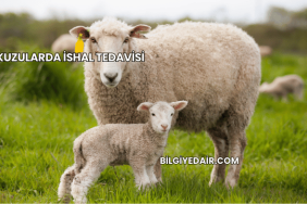 Kuzularda İshal Tedavisi