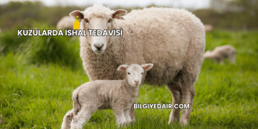 Kuzularda İshal Tedavisi