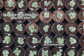 Lavanta Yetiştiriciliği Maliyeti 2025