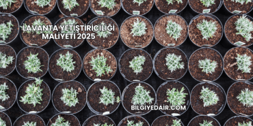 Lavanta Yetiştiriciliği Maliyeti 2025