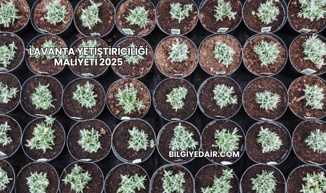 Lavanta Yetiştiriciliği Maliyeti 2025