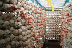 Mantar Üretimi Maliyeti 2025