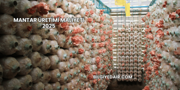 Mantar Üretimi Maliyeti 2025