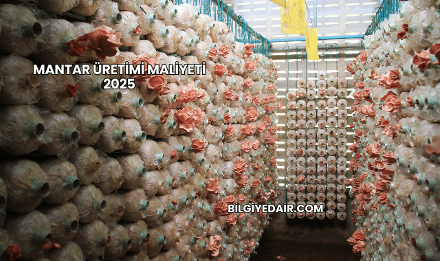 Mantar Üretimi Maliyeti 2025