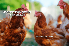 Modern Tavuk Çiftliği Maliyeti 2025
