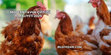 Modern Tavuk Çiftliği Maliyeti 2025
