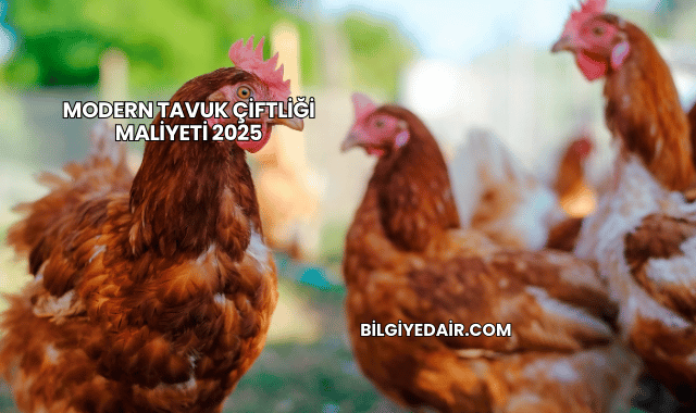 Modern Tavuk Çiftliği Maliyeti 2025