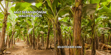 Muz Serası Dönüm Maliyeti 2025