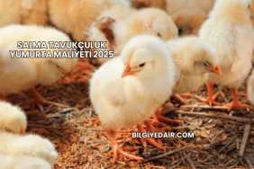 Salma Tavukçuluk Yumurta Maliyeti 2025