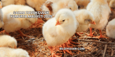 Salma Tavukçuluk Yumurta Maliyeti 2025