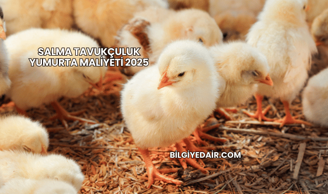Salma Tavukçuluk Yumurta Maliyeti 2025