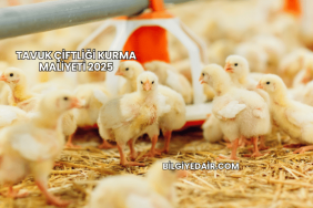 Tavuk Çiftliği Kurma Maliyeti 2025