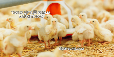 Tavuk Çiftliği Kurma Maliyeti 2025