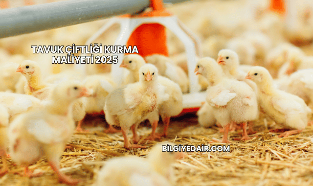 Tavuk Çiftliği Kurma Maliyeti 2025