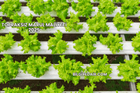 Topraksız Marul Maliyeti 2025