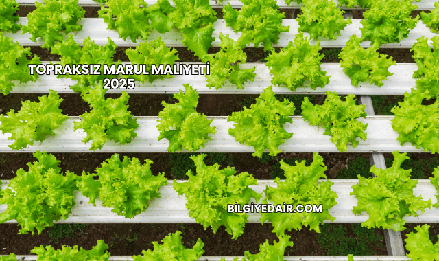 Topraksız Marul Maliyeti 2025
