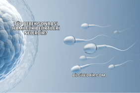 Tüp Bebek Sonrası Hamilelik Belirtileri Nelerdir?