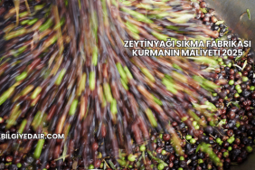 Zeytinyağı Sıkma Fabrikası Kurmanın Maliyeti 2025