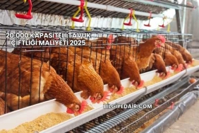 20.000 Kapasiteli Tavuk Çiftliği Maliyeti 2025