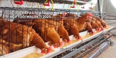 20.000 Kapasiteli Tavuk Çiftliği Maliyeti 2025