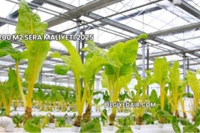 200 M2 Sera Maliyeti 2025