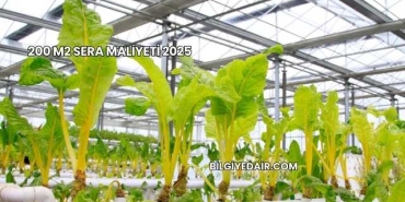 200 M2 Sera Maliyeti 2025