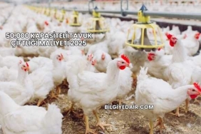 50.000 Kapasiteli Tavuk Çiftliği Maliyeti 2025