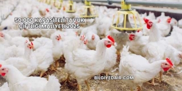 50.000 Kapasiteli Tavuk Çiftliği Maliyeti 2025
