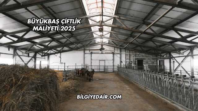 Büyükbaş Çiftlik Maliyeti 2025