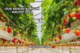 Çilek Bahçesi Kurulum Maliyeti 2025