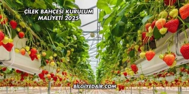Çilek Bahçesi Kurulum Maliyeti 2025