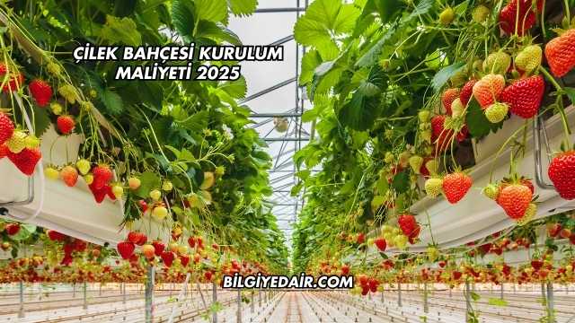 Çilek Bahçesi Kurulum Maliyeti 2025