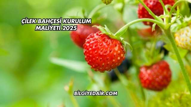 Çilek Bahçesi Kurulum Maliyeti 2025