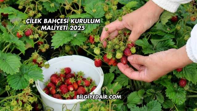 Çilek Bahçesi Kurulum Maliyeti 2025