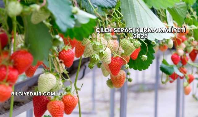 Çilek Serası Kurma Maliyeti 2025