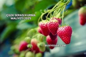 Çilek Serası Kurma Maliyeti 2025