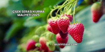 Çilek Serası Kurma Maliyeti 2025