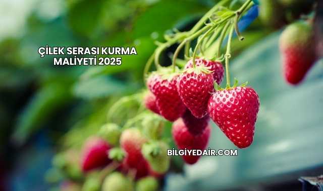 Çilek Serası Kurma Maliyeti 2025