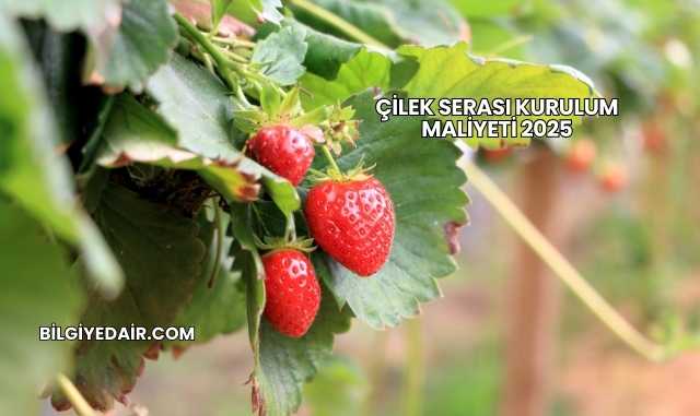 Çilek Serası Kurulum Maliyeti 2025