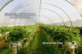 Çilek Serası Kurulum Maliyeti 2025