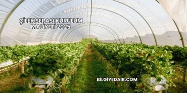 Çilek Serası Kurulum Maliyeti 2025
