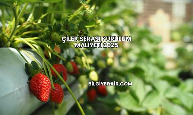 Çilek Serası Kurulum Maliyeti 2025