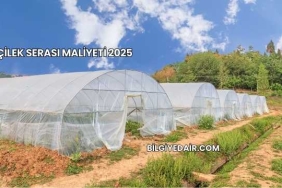 Çilek Serası Maliyeti 2025