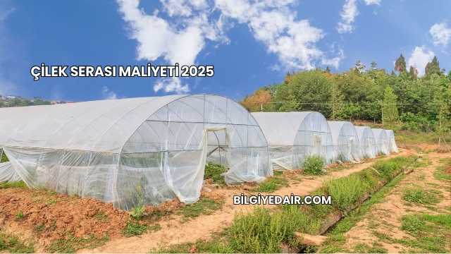 Çilek Serası Maliyeti 2025