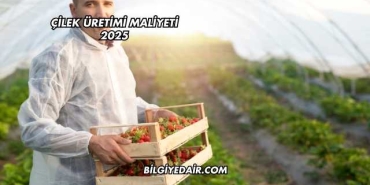 Çilek Üretimi Maliyeti 2025