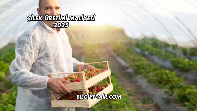 Çilek Üretimi Maliyeti 2025