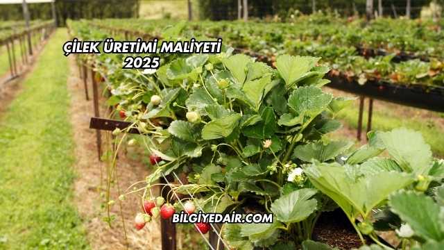 Çilek Üretimi Maliyeti 2025