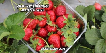 Çilek Yetiştiriciliği Maliyeti 2025